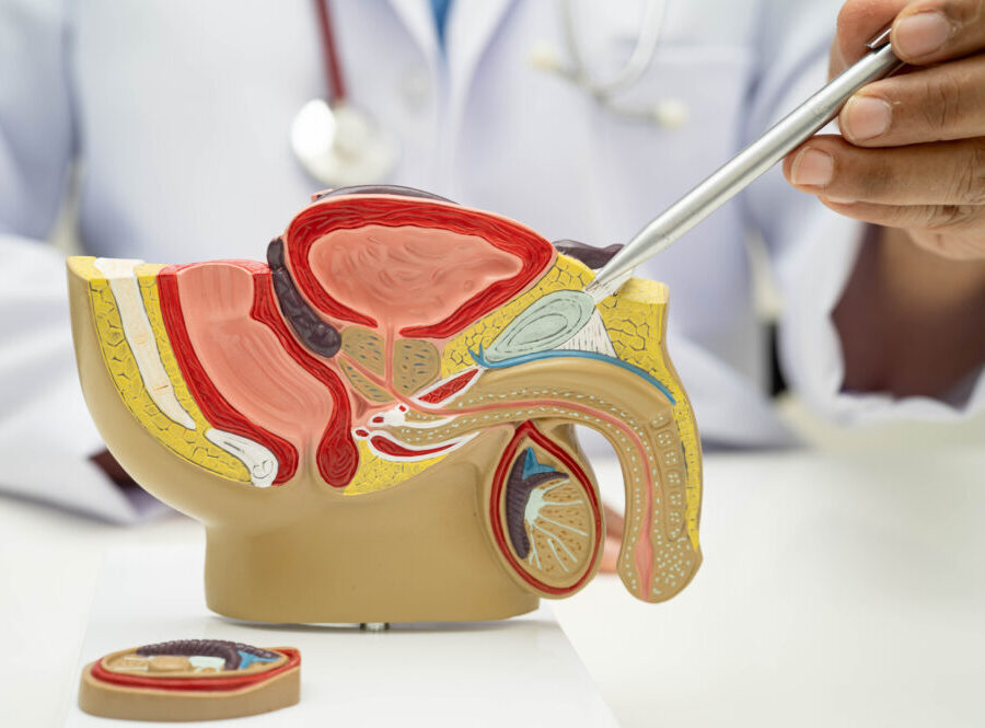 Haben Sie Blasen, Nieren, Prostata-Beschwerden? UROHEALTH / Urologie Frauenfeld, Dr. med. Anja Sauck, Telefon 052 721 39 46